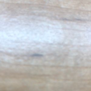 Meet your Posher, Ginger